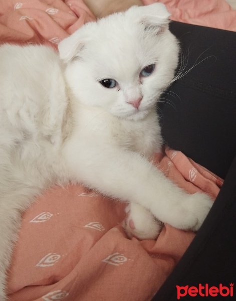 Scottish Fold, Kedi  Pilav fotoğrafı