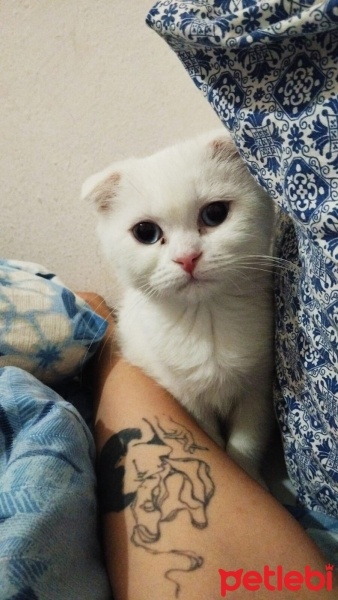 Scottish Fold, Kedi  Pilav fotoğrafı