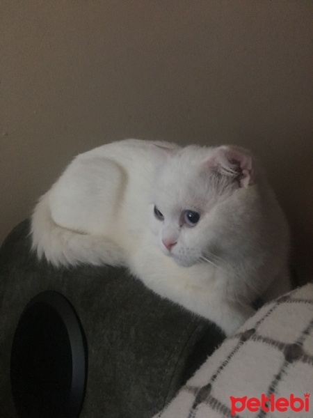 Scottish Fold, Kedi  Pilav fotoğrafı