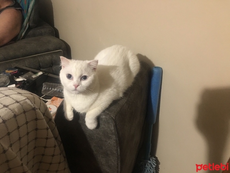 Scottish Fold, Kedi  Pilav fotoğrafı