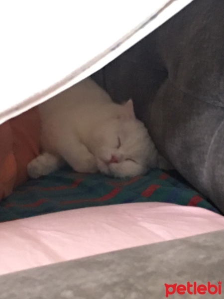 Scottish Fold, Kedi  Pilav fotoğrafı