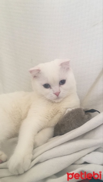 Scottish Fold, Kedi  Pilav fotoğrafı