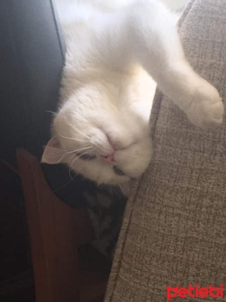 Scottish Fold, Kedi  Pilav fotoğrafı