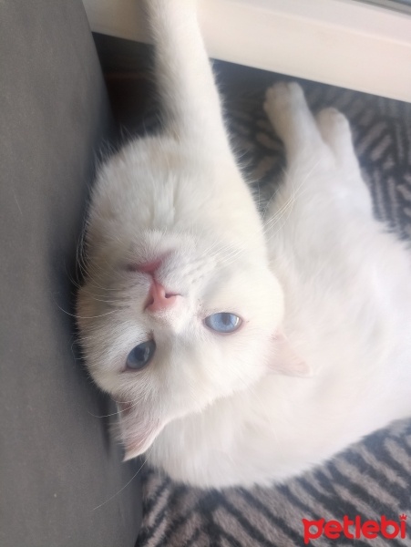 Scottish Fold, Kedi  Pilav fotoğrafı