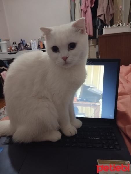 Scottish Fold, Kedi  Pilav fotoğrafı