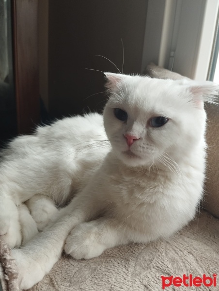 Scottish Fold, Kedi  Pilav fotoğrafı