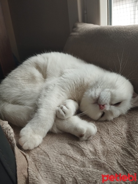 Scottish Fold, Kedi  Pilav fotoğrafı