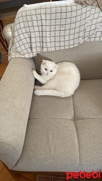 Scottish Fold, Kedi  Pilav fotoğrafı