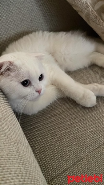 Scottish Fold, Kedi  Pilav fotoğrafı