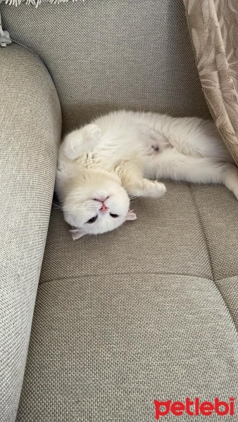 Scottish Fold, Kedi  Pilav fotoğrafı