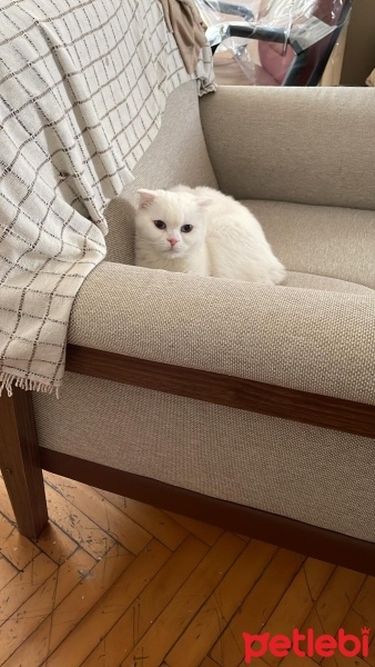 Scottish Fold, Kedi  Pilav fotoğrafı