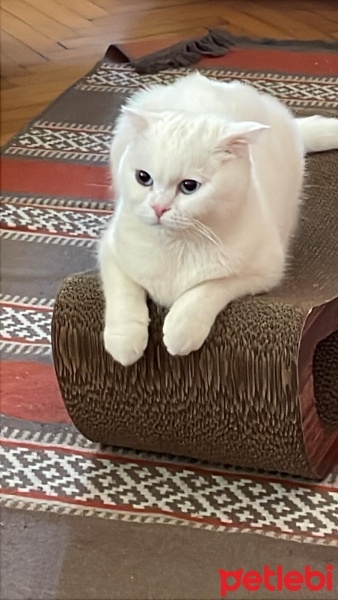 Scottish Fold, Kedi  Pilav fotoğrafı