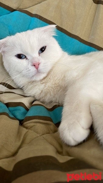 Scottish Fold, Kedi  Pilav fotoğrafı