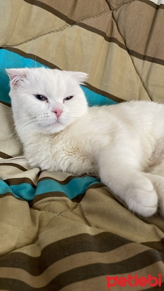 Scottish Fold, Kedi  Pilav fotoğrafı