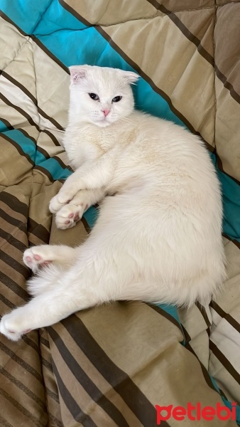 Scottish Fold, Kedi  Pilav fotoğrafı