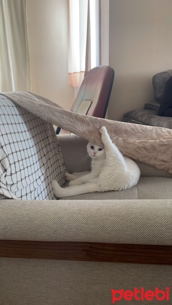 Scottish Fold, Kedi  Pilav fotoğrafı