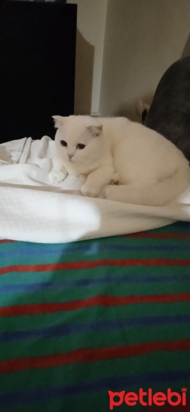 Scottish Fold, Kedi  Pilav fotoğrafı