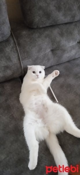 Scottish Fold, Kedi  Pilav fotoğrafı