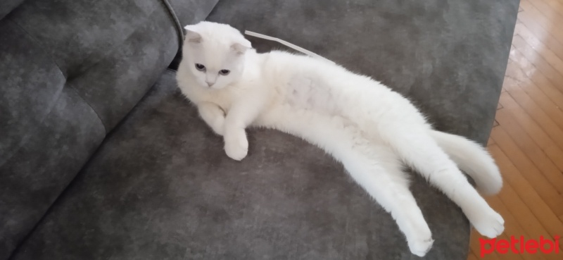 Scottish Fold, Kedi  Pilav fotoğrafı