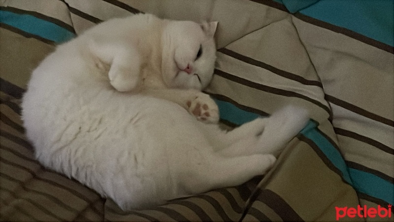 Scottish Fold, Kedi  Pilav fotoğrafı