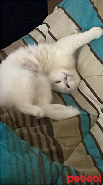 Scottish Fold, Kedi  Pilav fotoğrafı