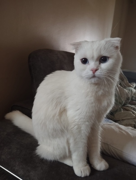 Scottish Fold, Kedi  Pilav fotoğrafı