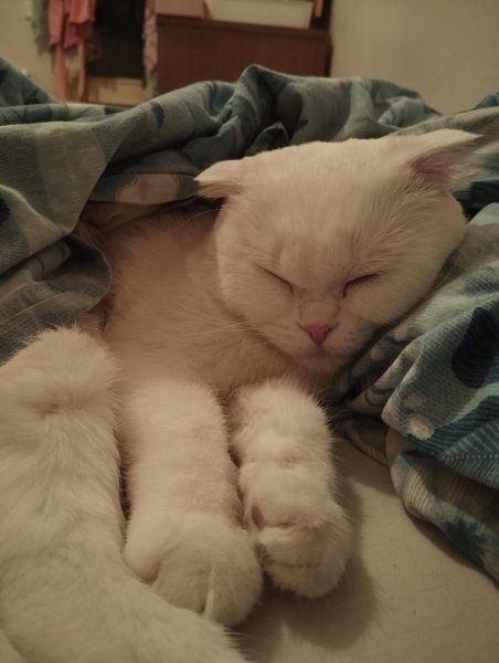 Scottish Fold, Kedi  Pilav fotoğrafı