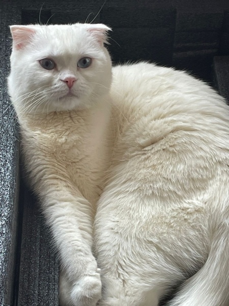 Scottish Fold, Kedi  Pilav fotoğrafı