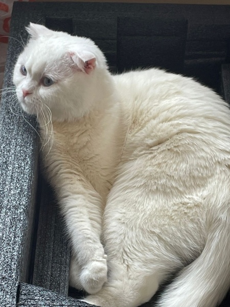 Scottish Fold, Kedi  Pilav fotoğrafı