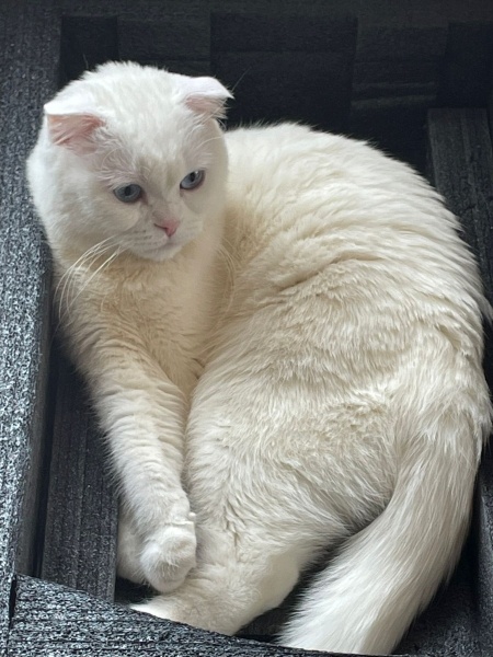 Scottish Fold, Kedi  Pilav fotoğrafı