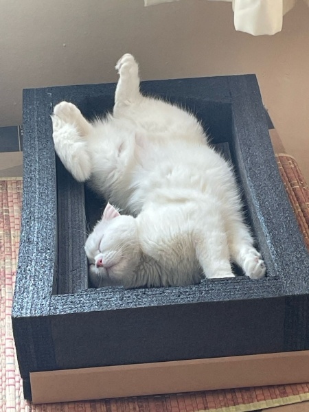 Scottish Fold, Kedi  Pilav fotoğrafı