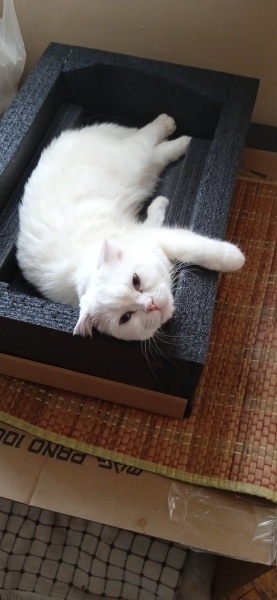 Scottish Fold, Kedi  Pilav fotoğrafı