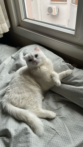 Scottish Fold, Kedi  Pilav fotoğrafı
