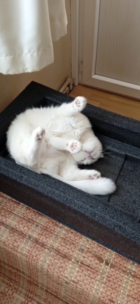 Scottish Fold, Kedi  Pilav fotoğrafı