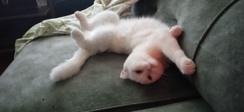 Scottish Fold, Kedi  Pilav fotoğrafı