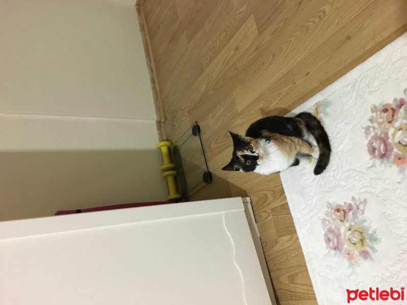 Tekir Kedi, Kedi  Hürrem fotoğrafı