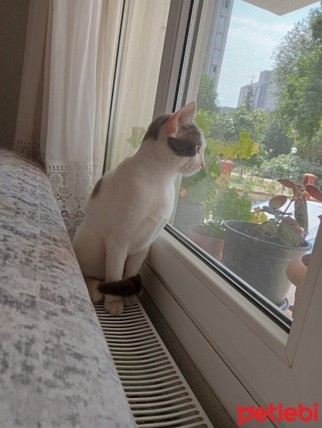 Tekir Kedi, Kedi  Müezza fotoğrafı
