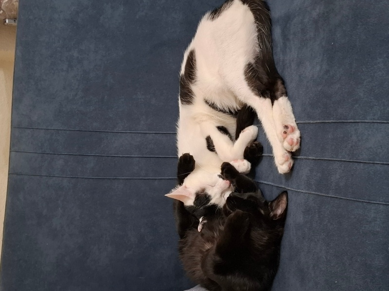 Tekir Kedi, Kedi  ASLAN SELVİN fotoğrafı