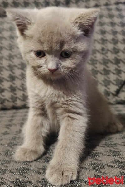 British Shorthair, Kedi  Sahibi belirleyecek fotoğrafı