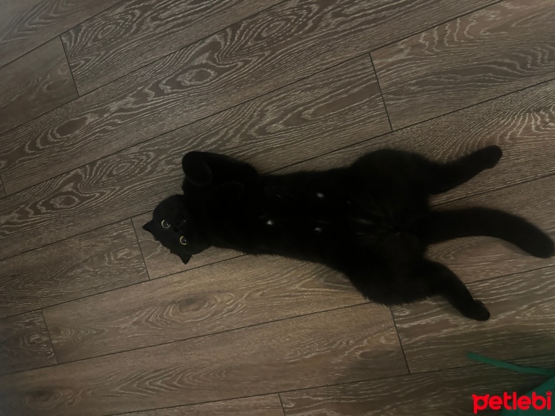 Scottish Fold, Kedi  mirmirsu fotoğrafı