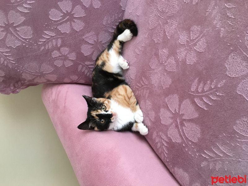 Tekir Kedi, Kedi  Hürrem fotoğrafı