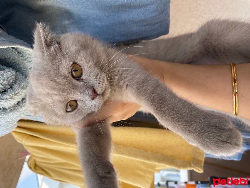 British Shorthair, Kedi  Tosbik fotoğrafı
