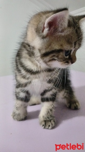 British Longhair, Kedi  Simba fotoğrafı