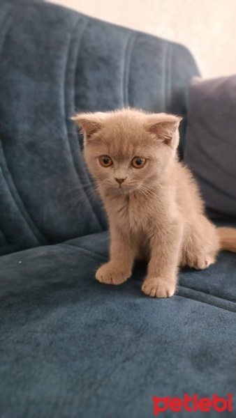 British Shorthair, Kedi  Müezza fotoğrafı