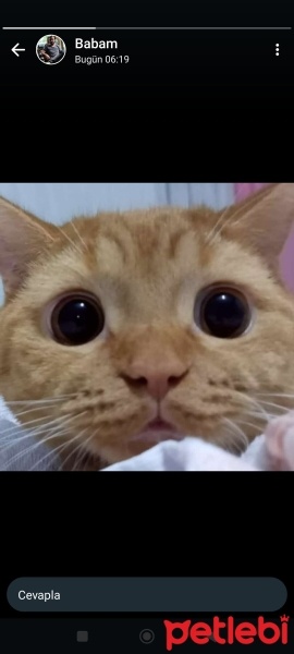 British Shorthair, Kedi  leo fotoğrafı