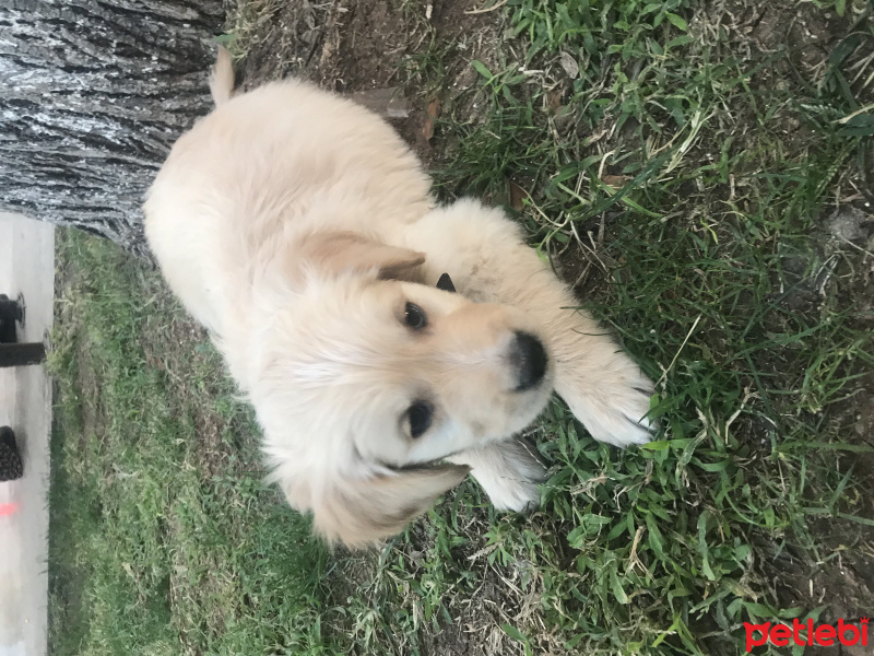 Golden Retriever, Köpek  Happy fotoğrafı