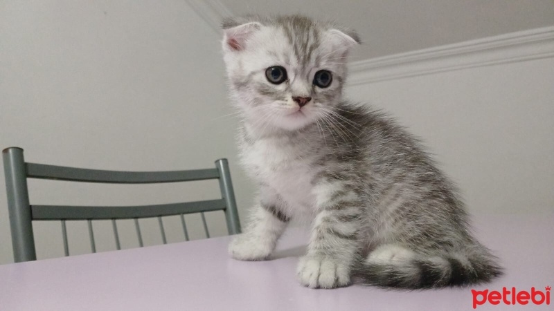 Scottish Fold, Kedi  Bambi fotoğrafı