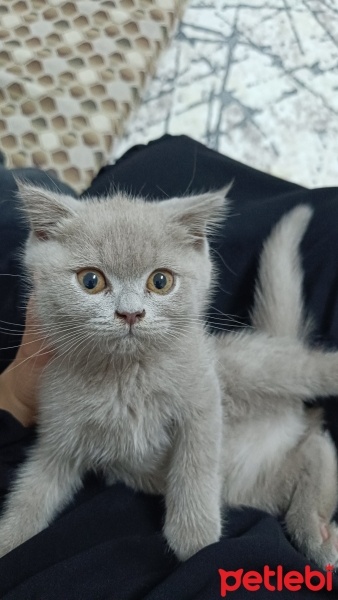 British Shorthair, Kedi  Müezza fotoğrafı
