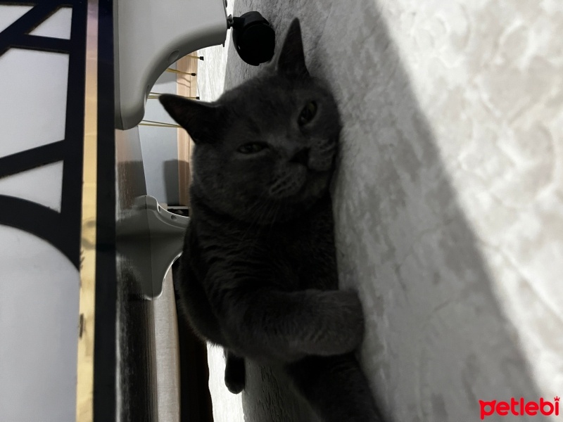 British Shorthair, Kedi  Ares fotoğrafı