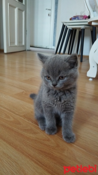 British Shorthair, Kedi  Duman fotoğrafı